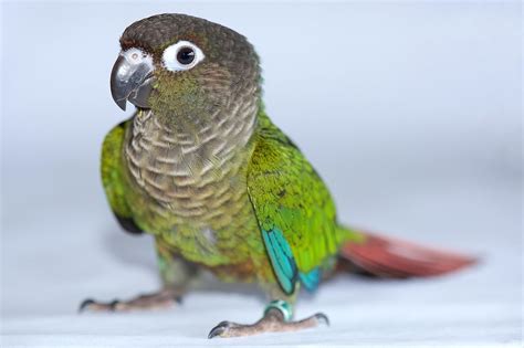 conure|types of conures.